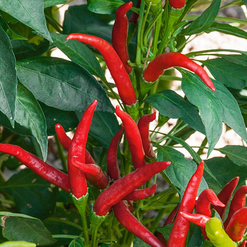 Shichimi mélange septs épices