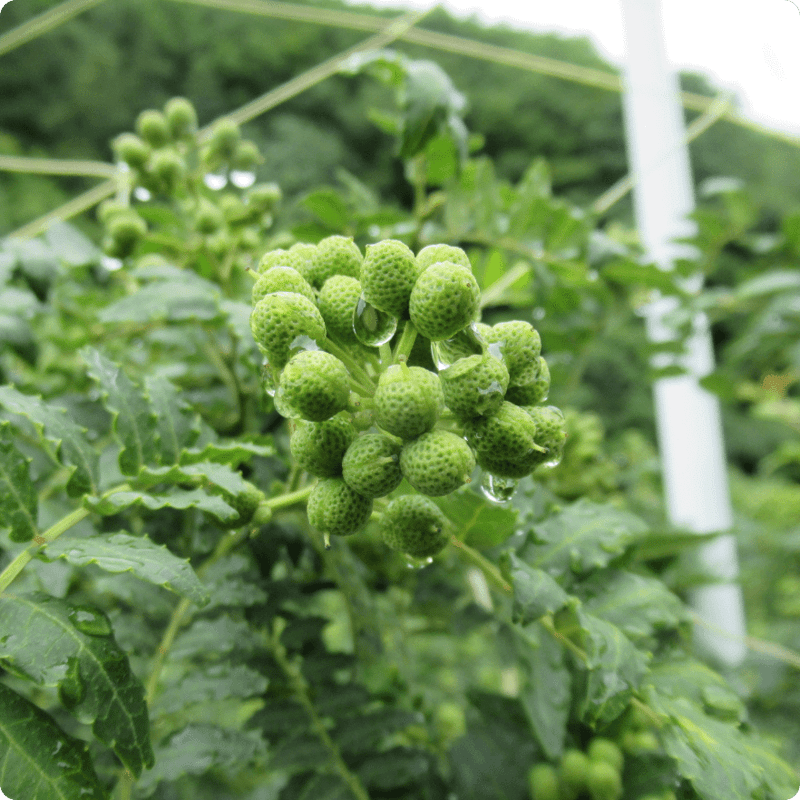 Baies séchées de Budo Sansho